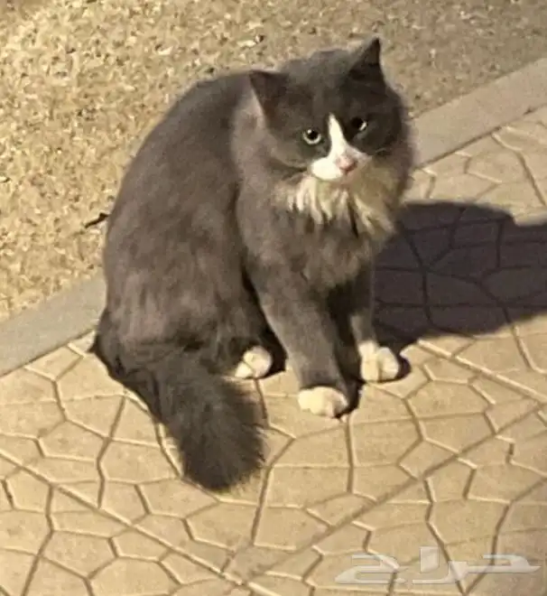 قط تبني م اعرف عنه ايش غير انو جا عند باب مهجن 0