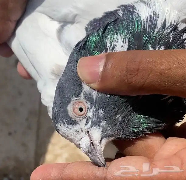 حمام تيدي 1