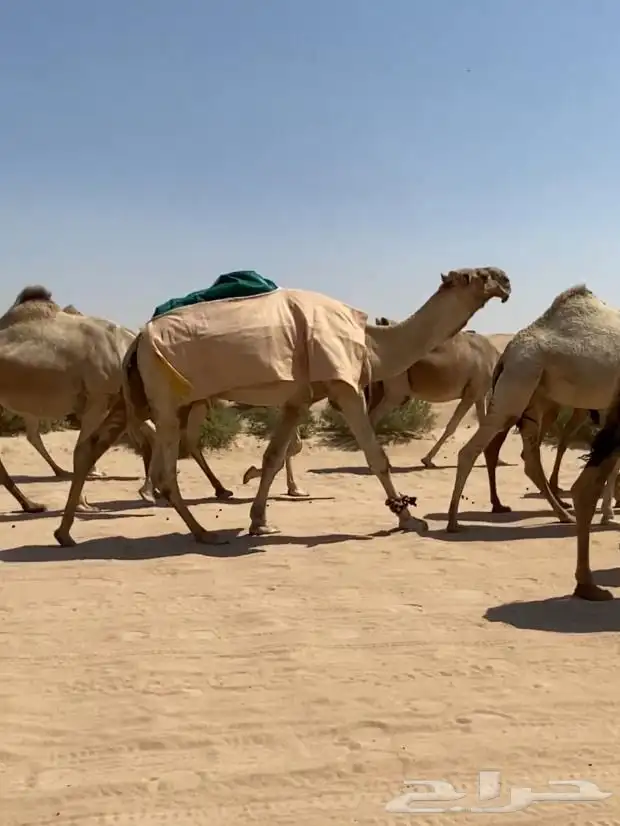 ذود ابل شقح ككفو وطيبه للبيع 0