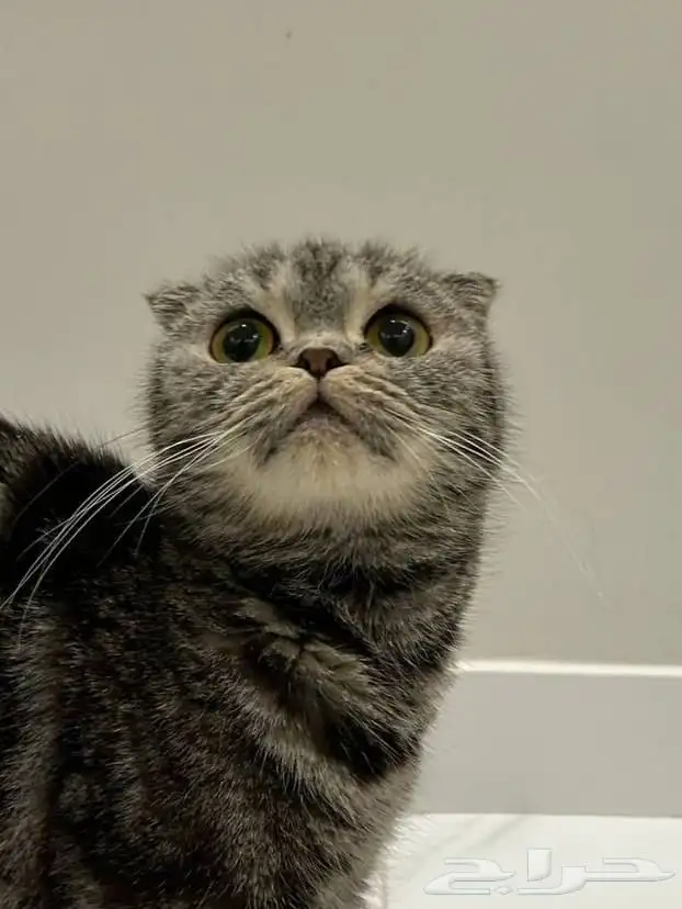 سكوتش فولد (( تم التبني )) 1