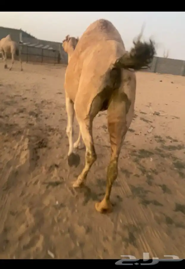 اركه اصل وفصل 1