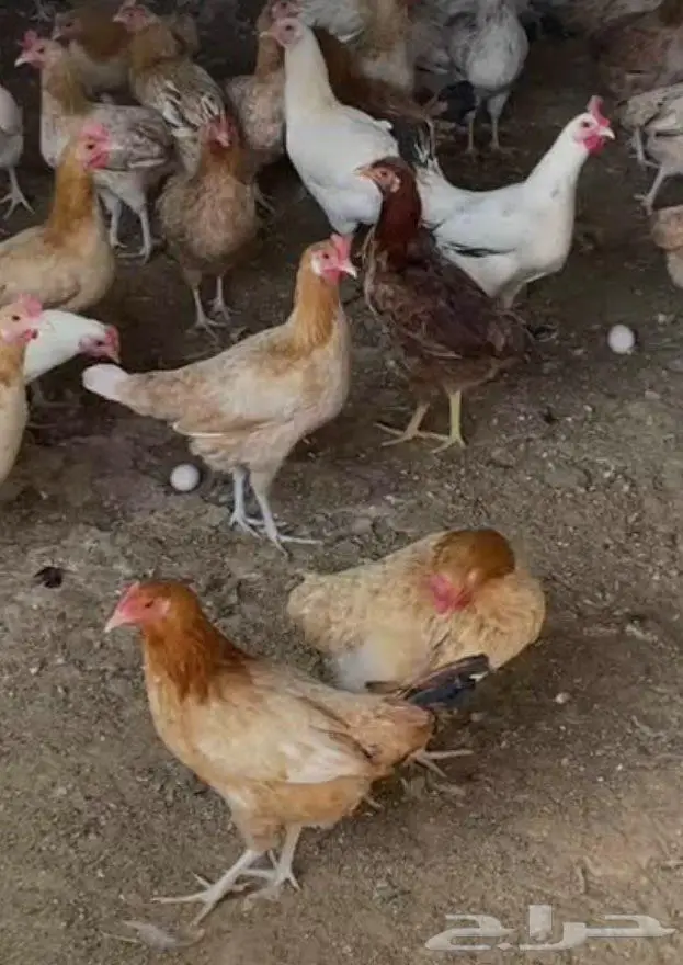 دجاج بلدي بدون ديوك. العدد 550. دجاج 5 شهور 2
