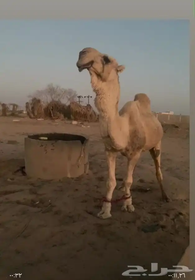 بعير علي فاهيان الفصام 0