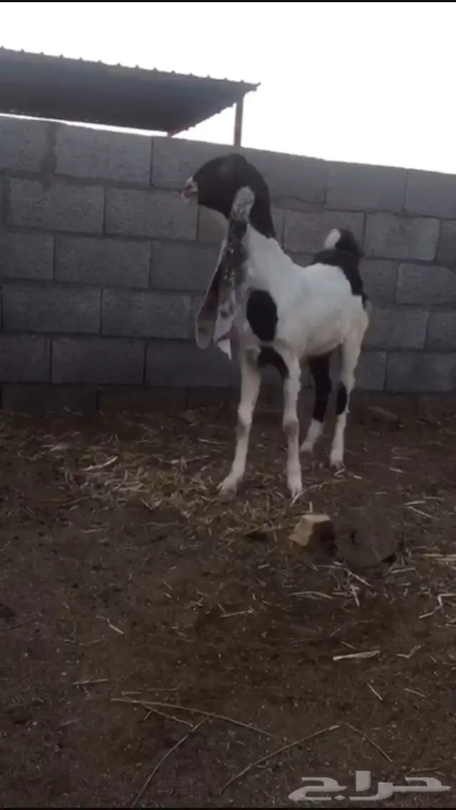 جفره للبيع 1