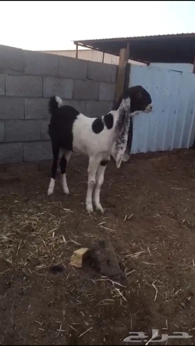 جفره للبيع 0