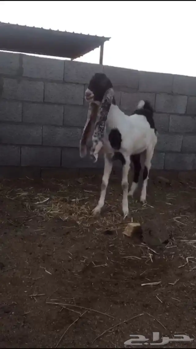 جفره للبيع 2