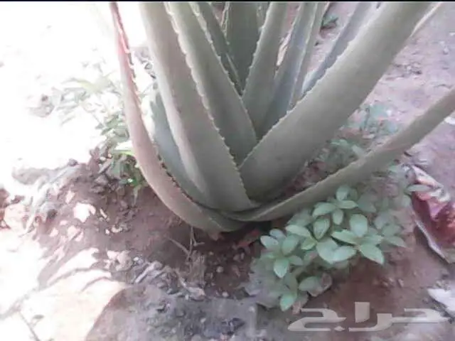 كاميرا مراقبة لاسلكية صغيرة X5 6