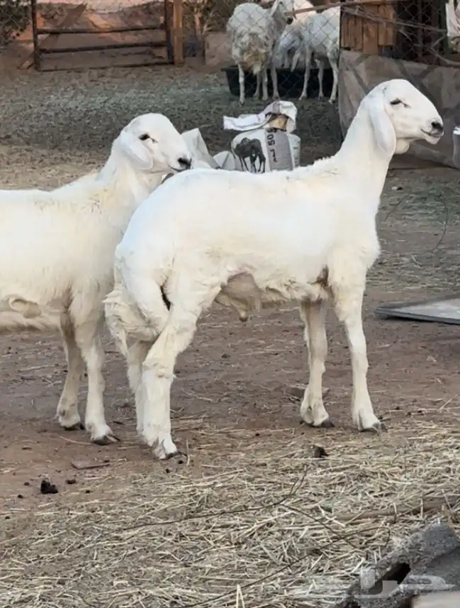 مشاريع فحول حريه صنف 0