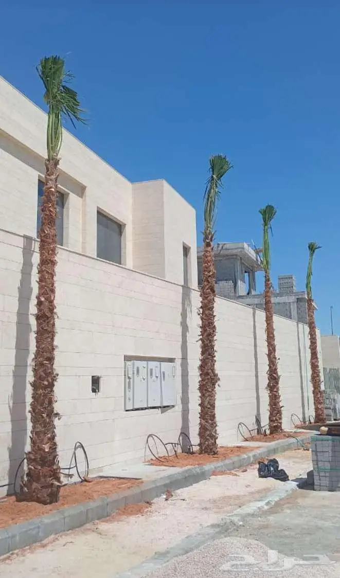 نخل واشنطني زينه ونخيل عربي 7