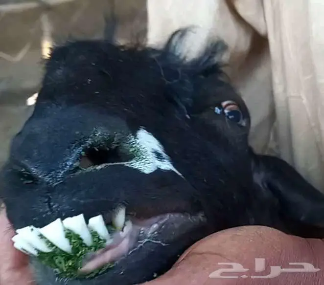 معزا ولد متاومات 4 معها 8 لاعلي سوم 25