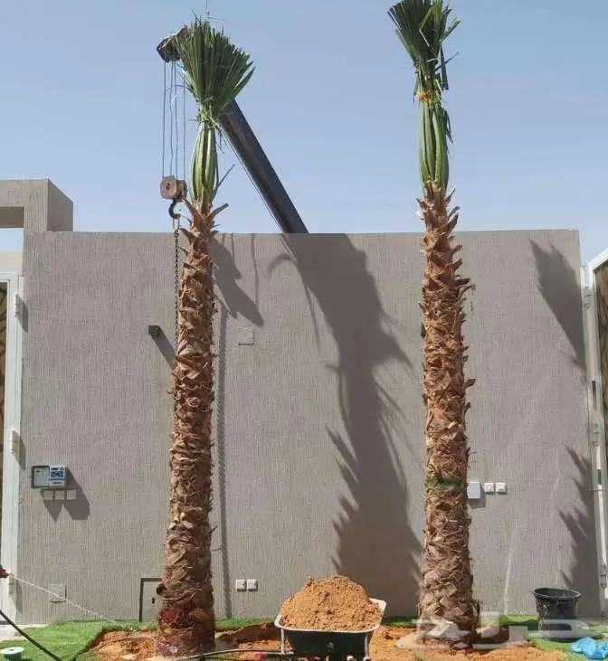 نخل واشنطني 19