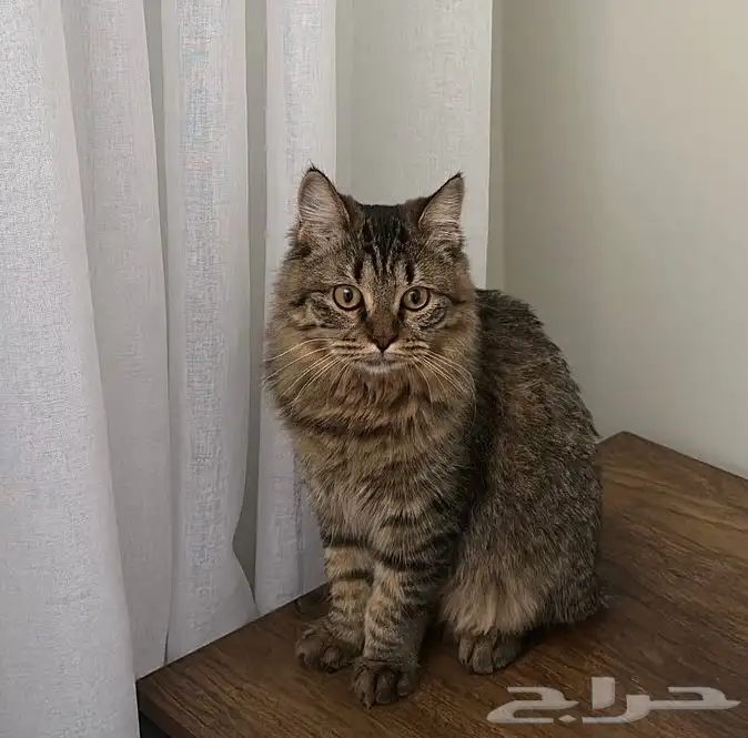 قطه للبيع 0