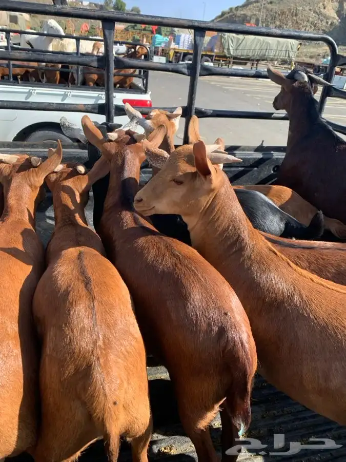 ذبايح مع الذبح والتوصيل 25