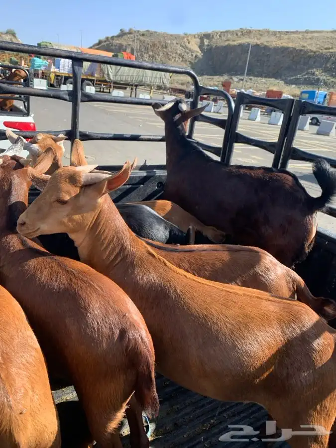 ذبايح مع الذبح والتوصيل 29