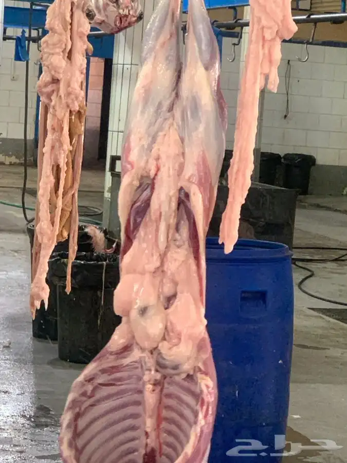 ذبايح مع الذبح والتوصيل 32