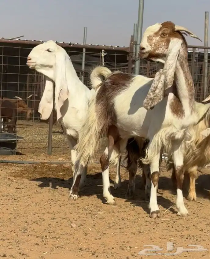 ماعز مطور فاخر من الأخر العدد 3 دفيع 5