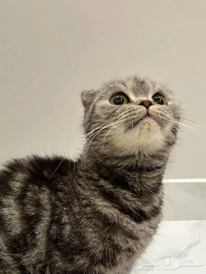 سكوتش فولد (( تم التبني )) 0