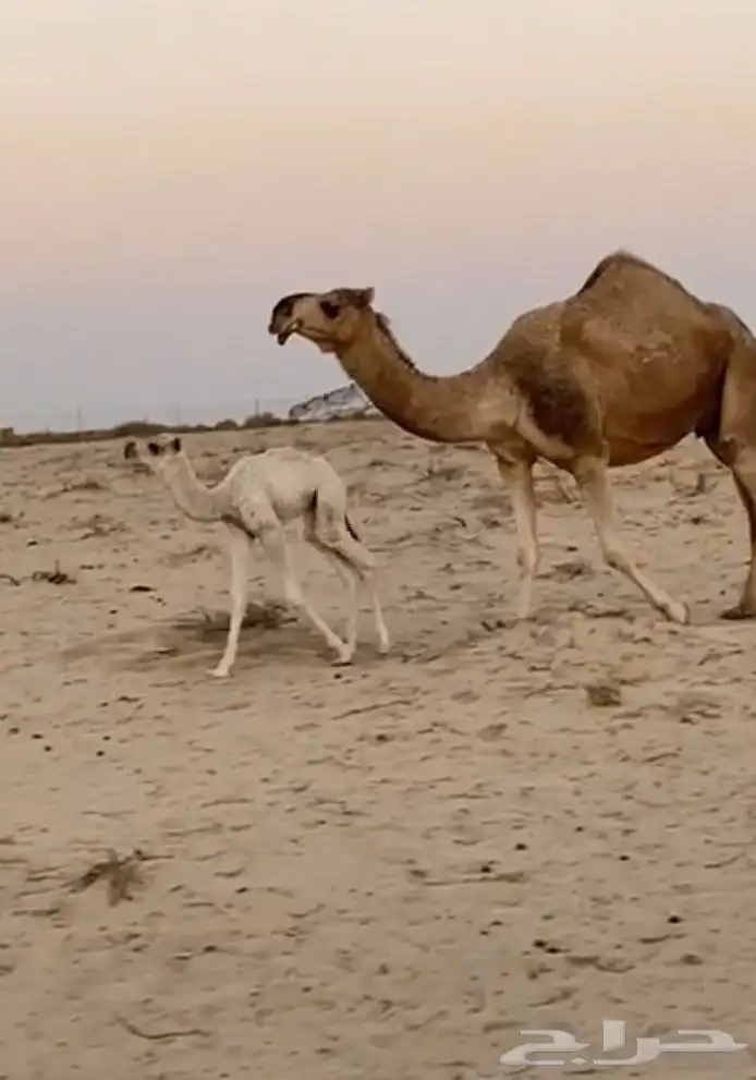 ذود ابل شقح ككفو وطيبه للبيع 6