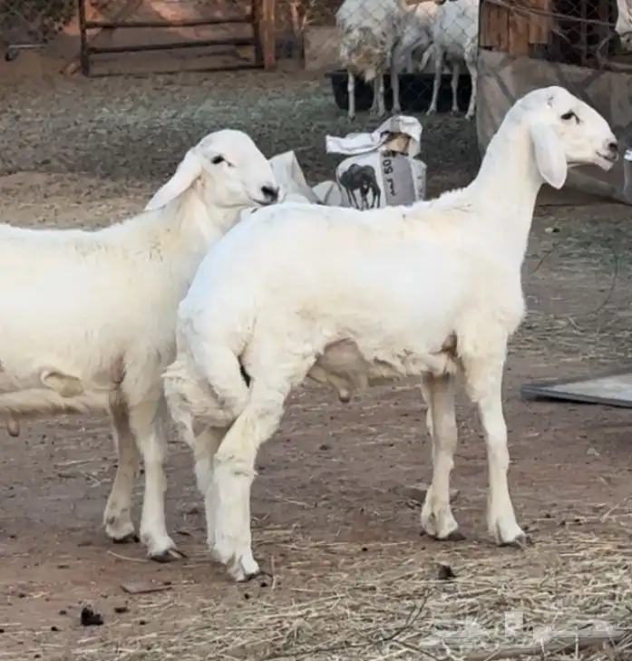 مشاريع فحول حريه صنف 1