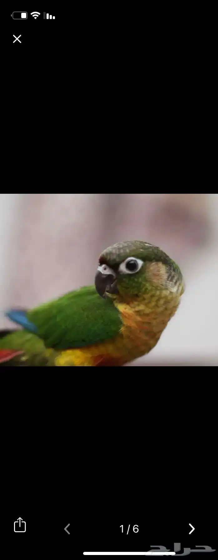 طير كنيور يلو سايد 0