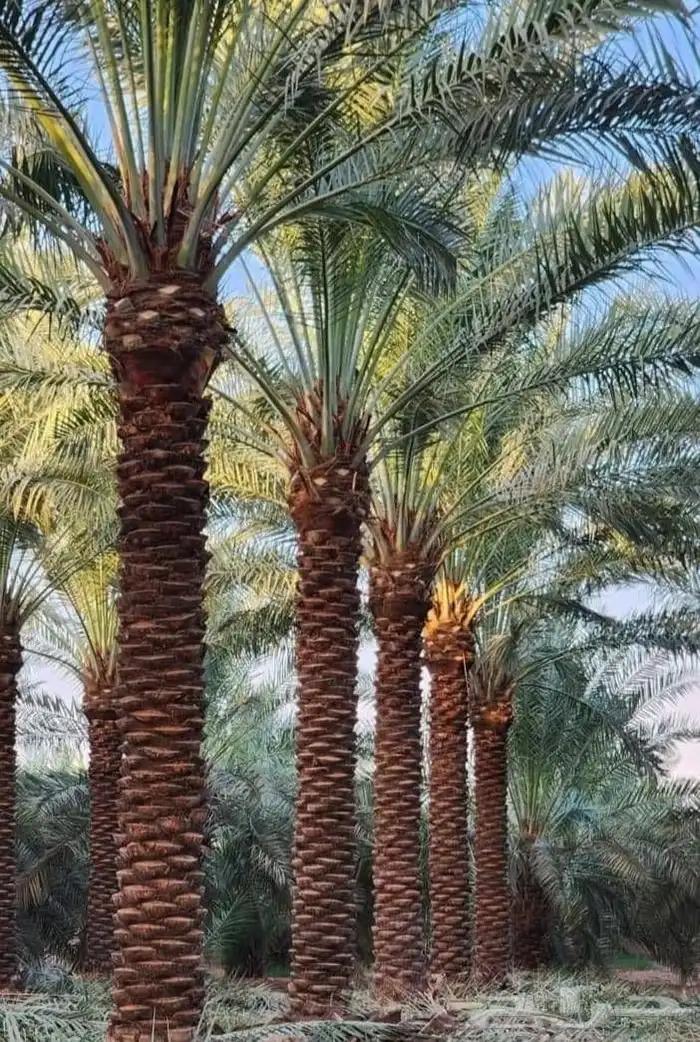 نخل عربي ونخل زينه 0