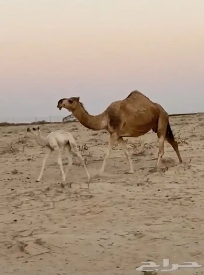 ذود ابل شقح ككفو وطيبه للبيع 3