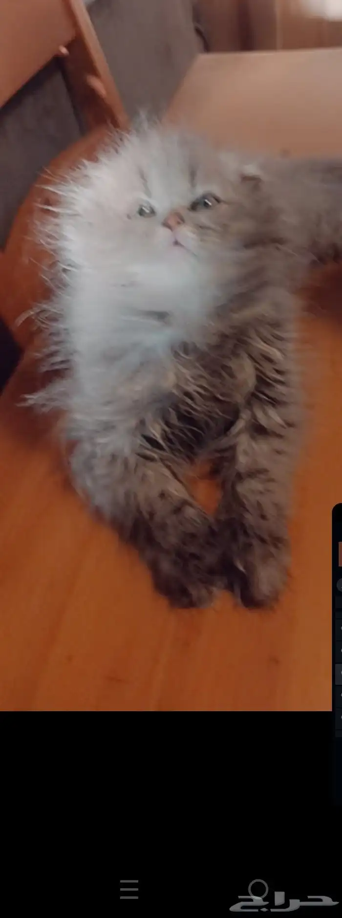 كيتن سكوتش فولد 1