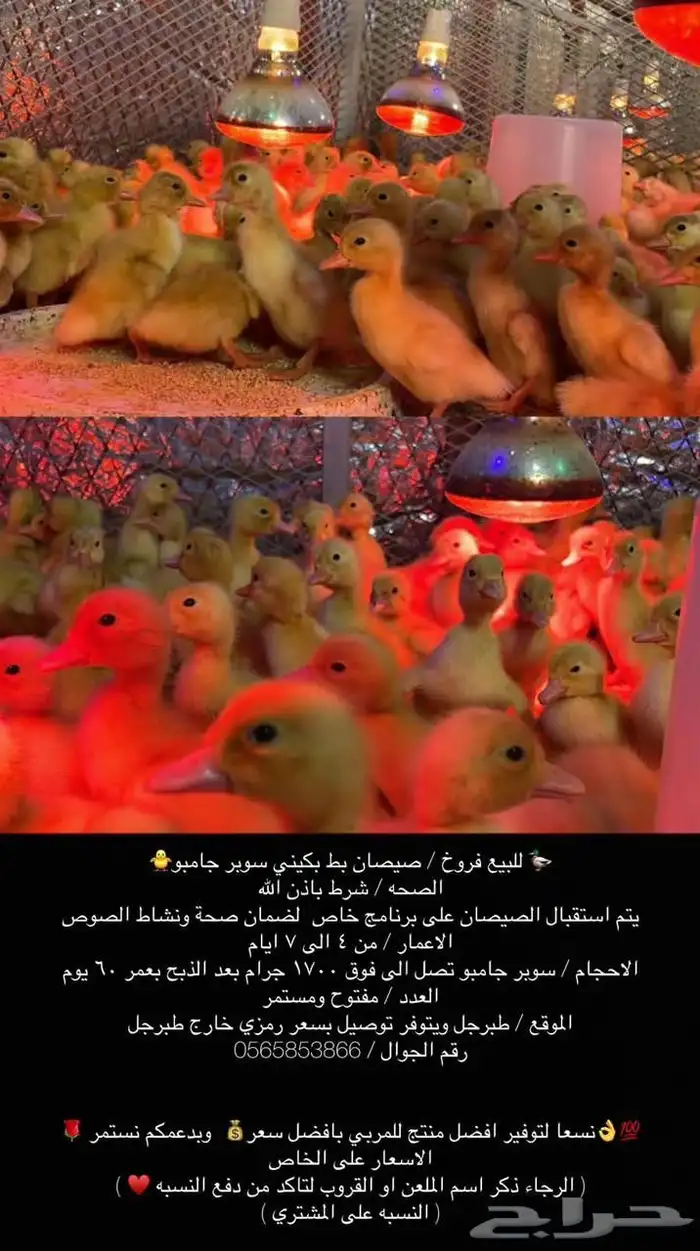 صوص بط بكيني جامبو 0
