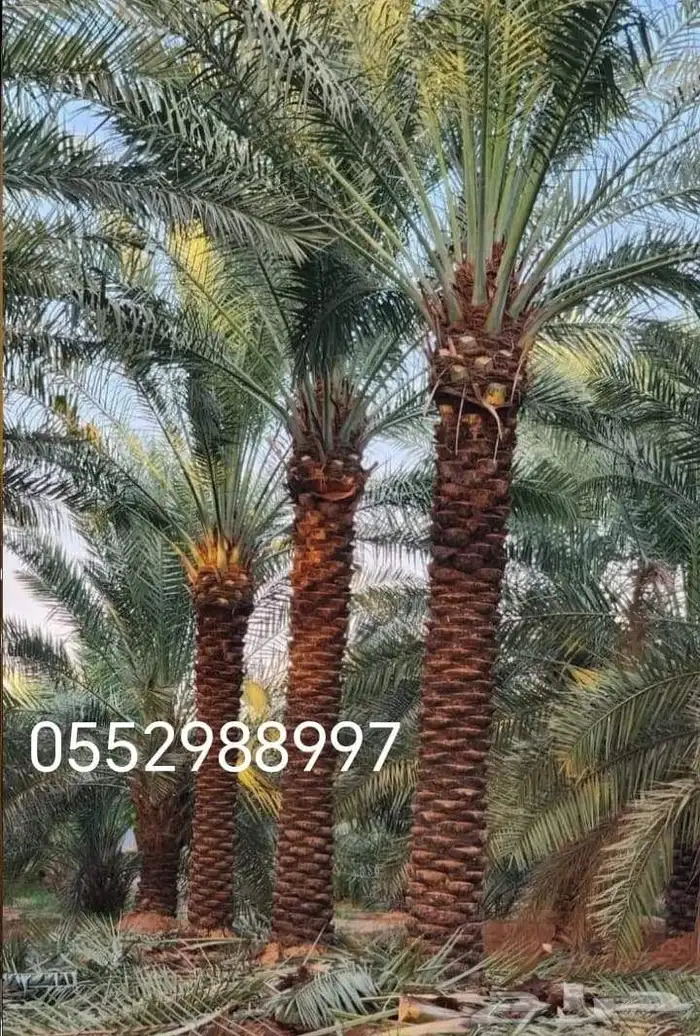 نخل عربي ونخل زينه 2