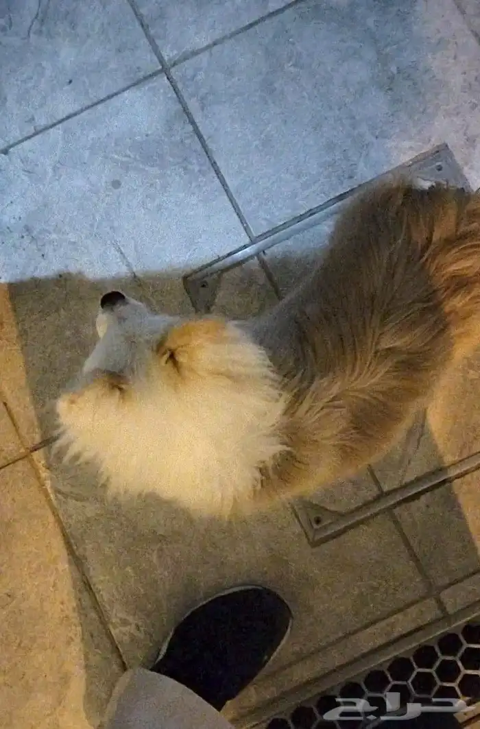 كلب بومرينيان راح الله يبارك للي شراه 7