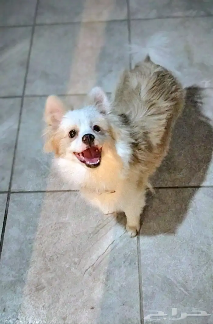 كلب بومرينيان راح الله يبارك للي شراه 6