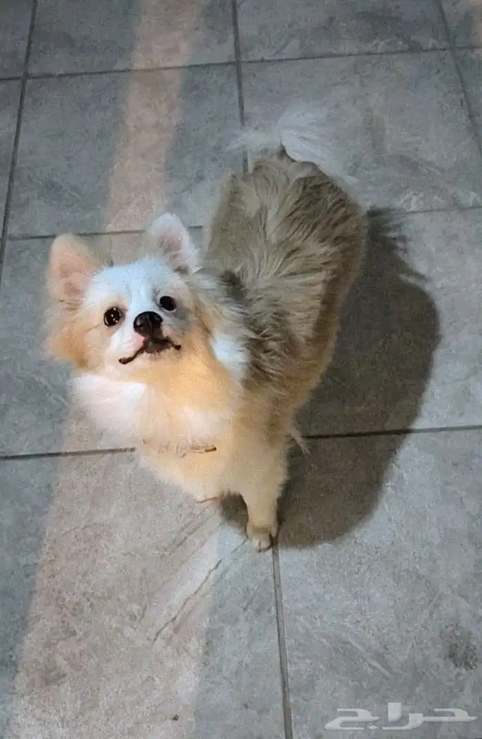 كلب بومرينيان راح الله يبارك للي شراه 9