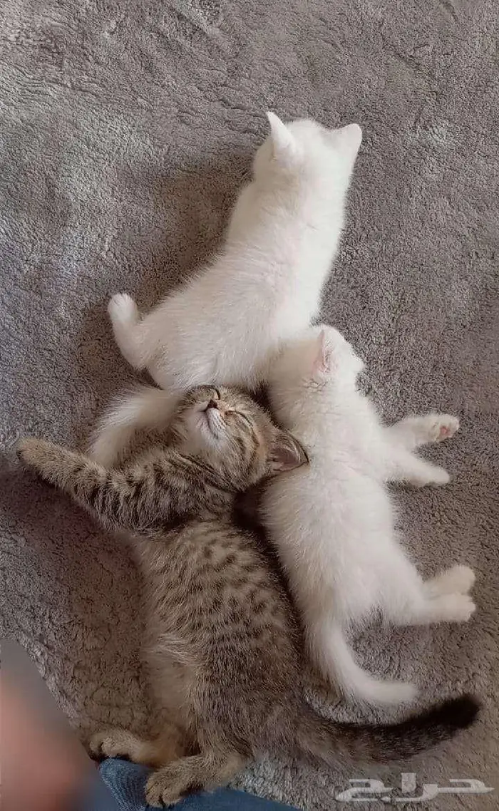 قطط 2