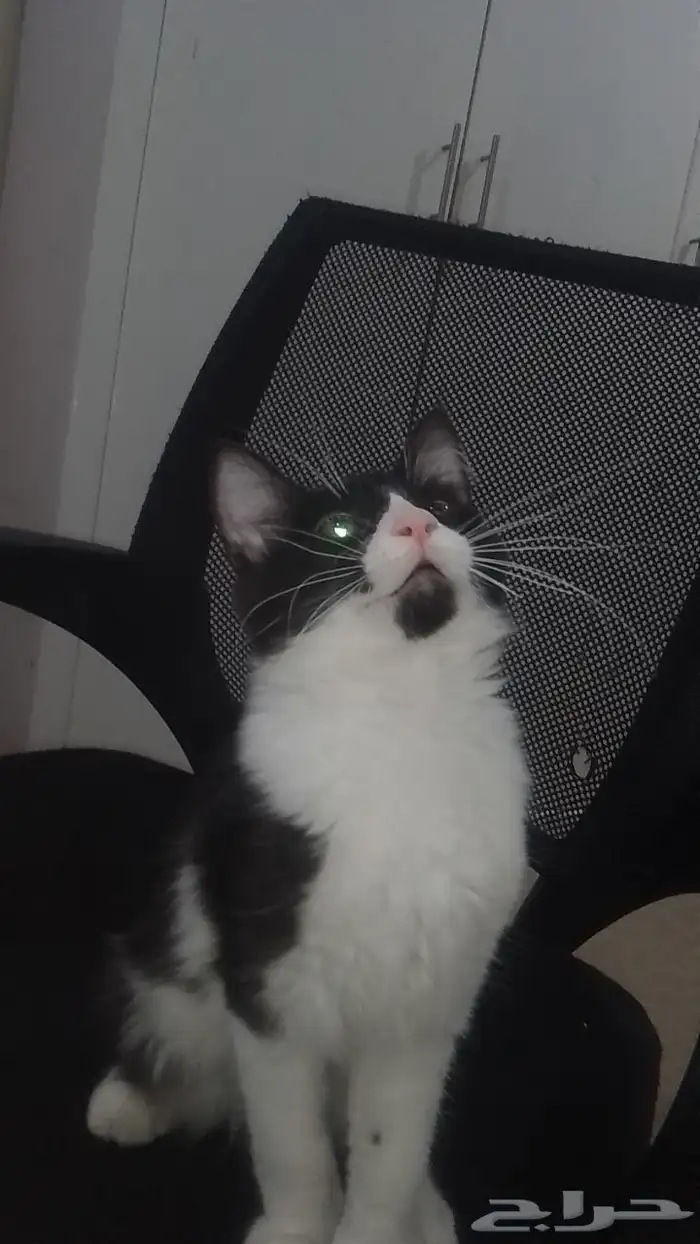 ل التبني اربع قطط اخوان 3