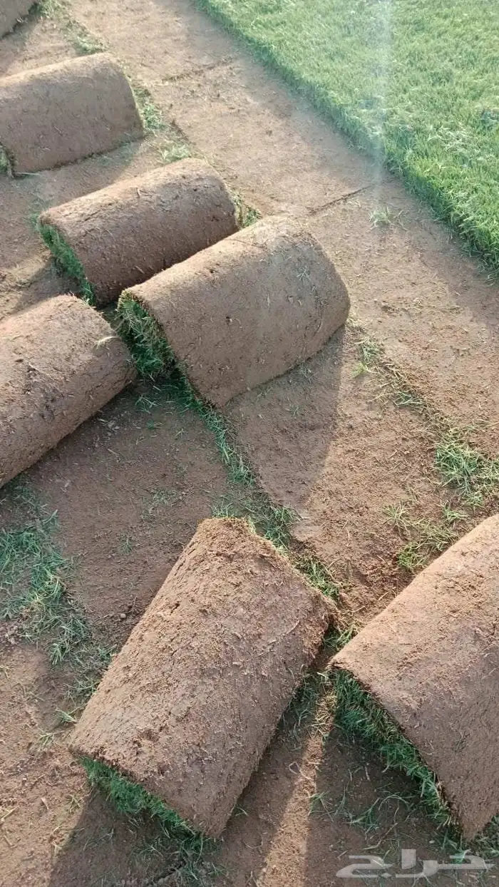 نجيل طبيعي 1