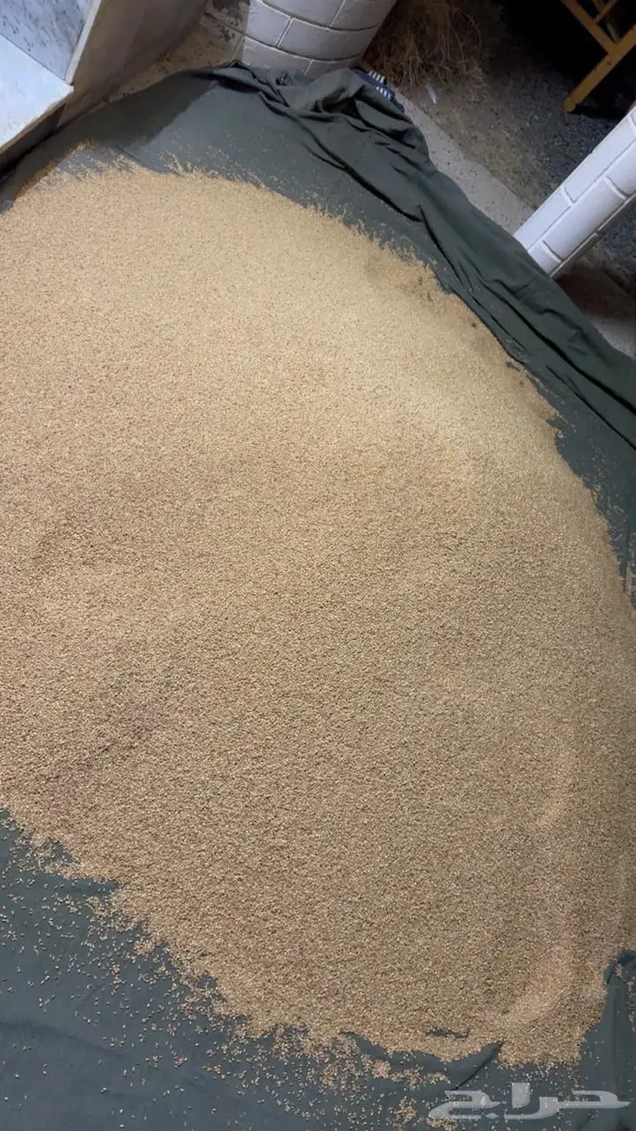 حب بر نظيف ومنقى على الطاحون على طول واللي يبغىاه ذرو 0