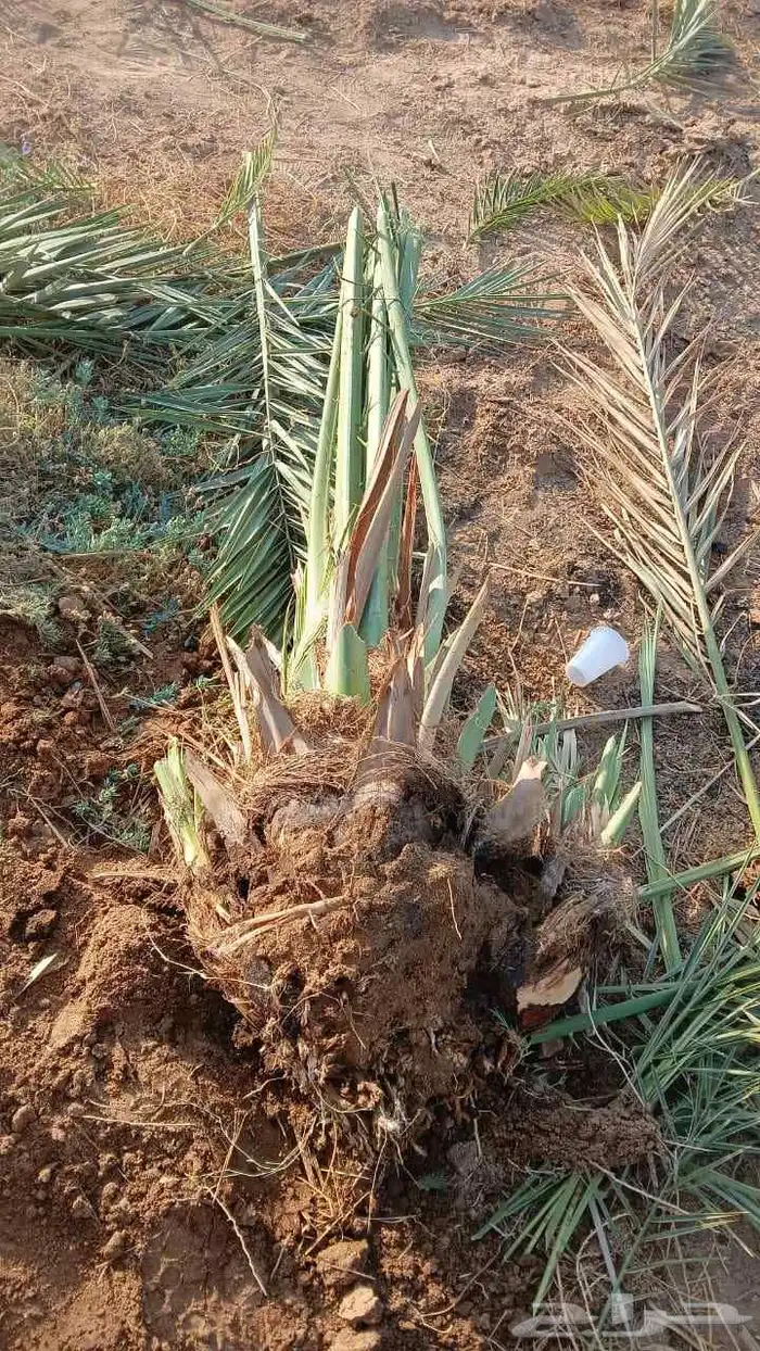 ا لقينا نتواجد جميع انواع النخيل العربي والزينه والنخل العرب 9