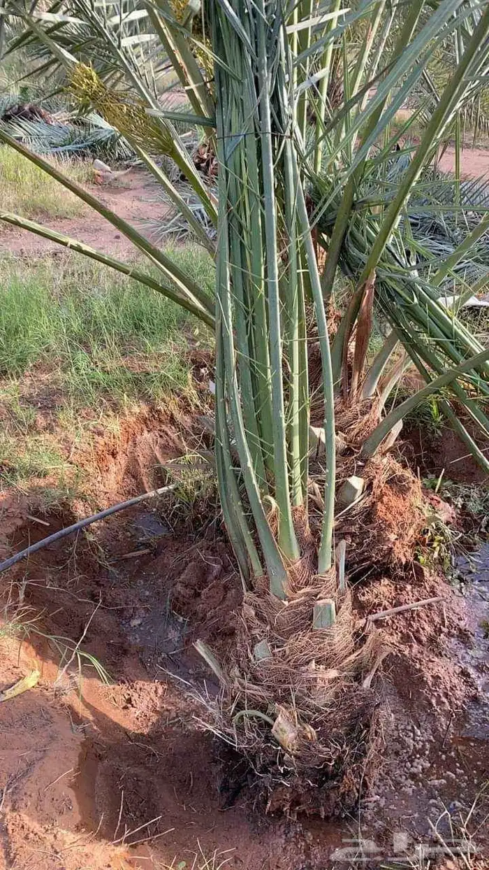 يوجد لدينا جميع انواع النخيل المثمره وجميع المقاسات 0