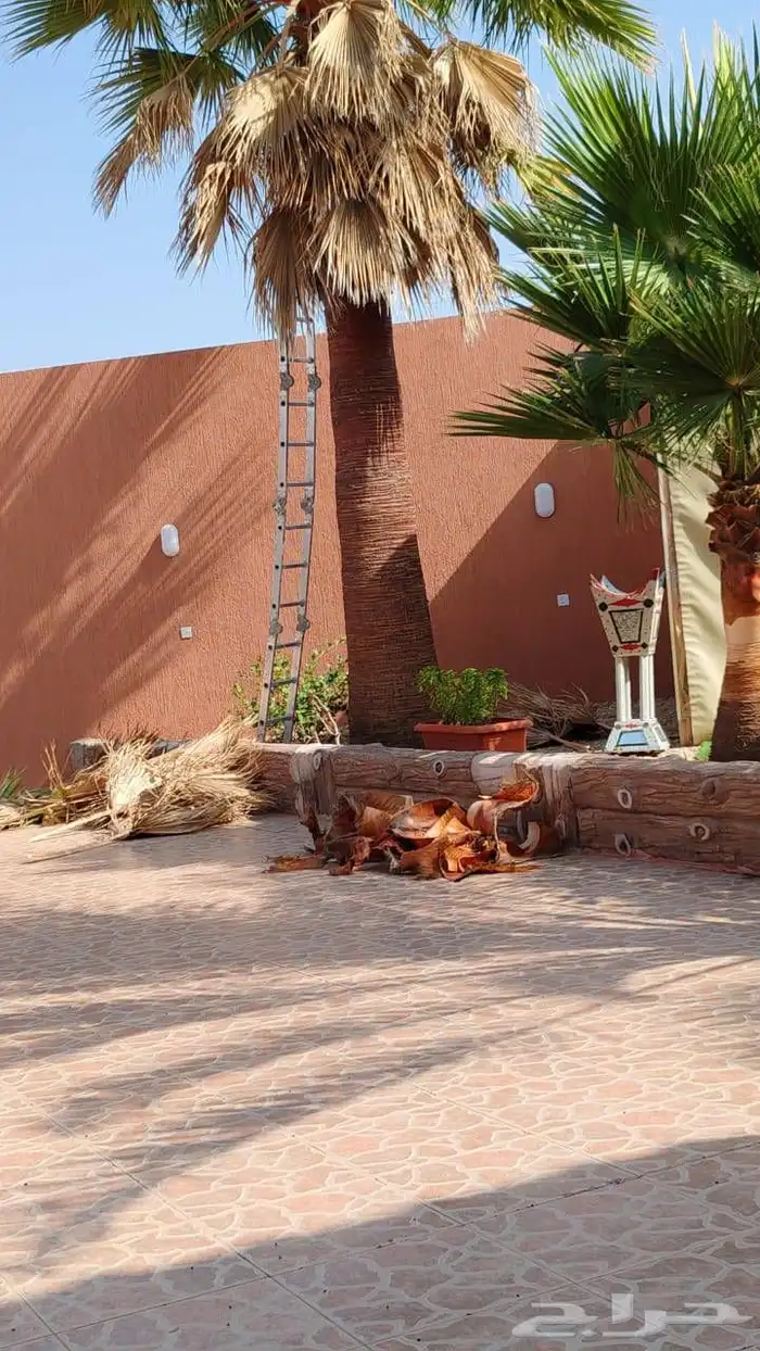 تكريب النخل وقص الشجار 1