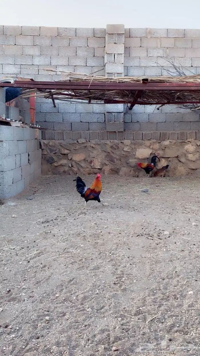دجاج طقم عربي نادر 1