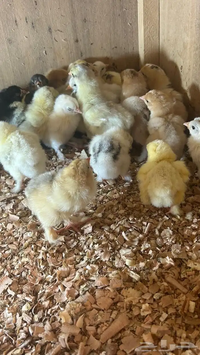 للبيع صيصان دجاج براهما 3