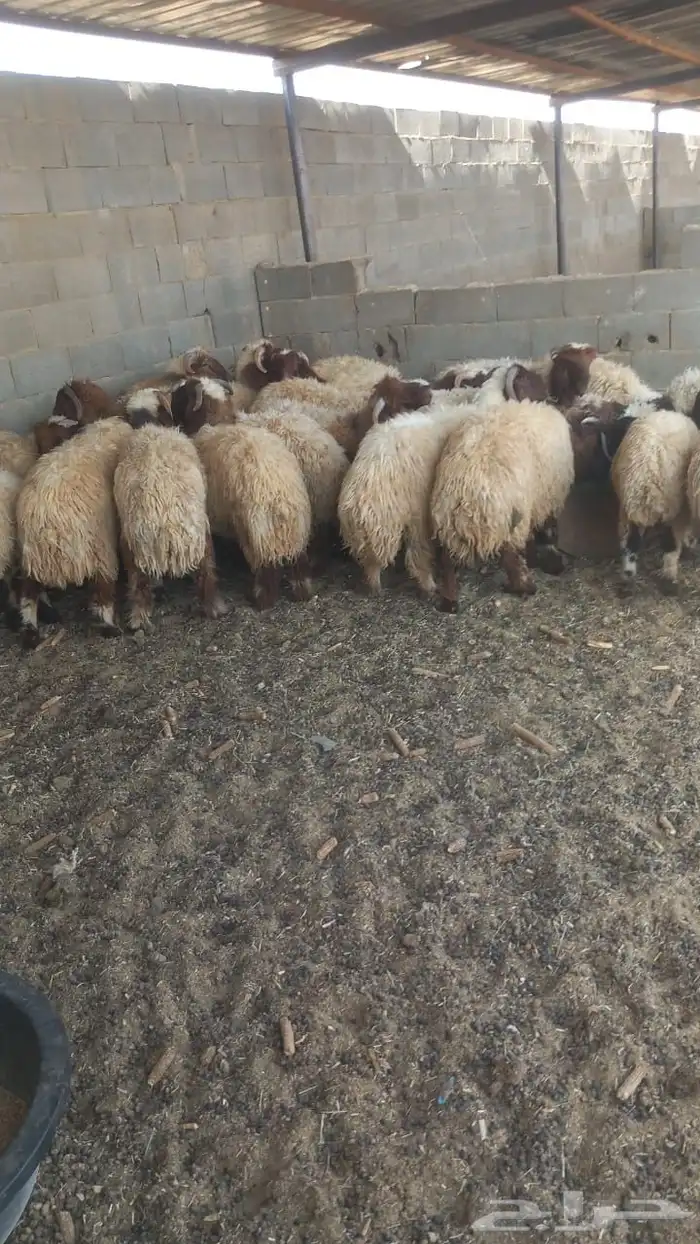 للبيع عدد 28 خروف نعيمي 7شهور وفوق طيبة بالحيل 4