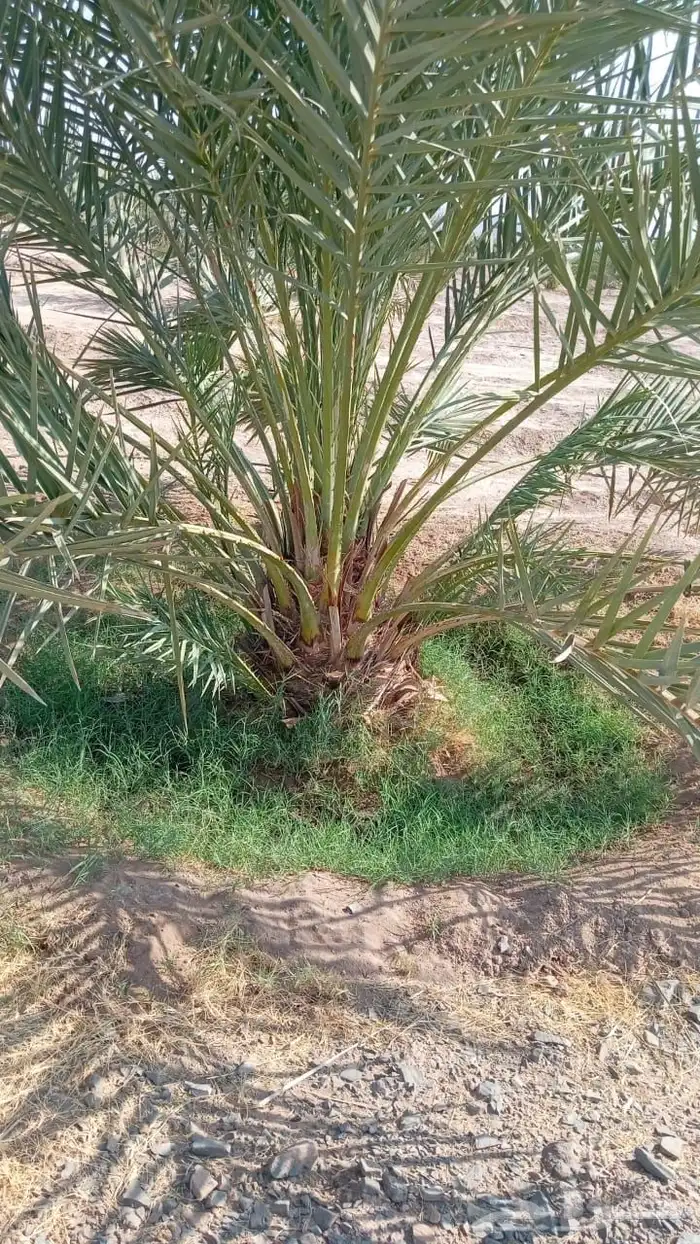 جثايث صفاوي للبيع 1000 حبه 0