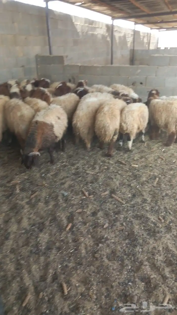 للبيع عدد 28 خروف نعيمي 7شهور وفوق طيبة بالحيل 0