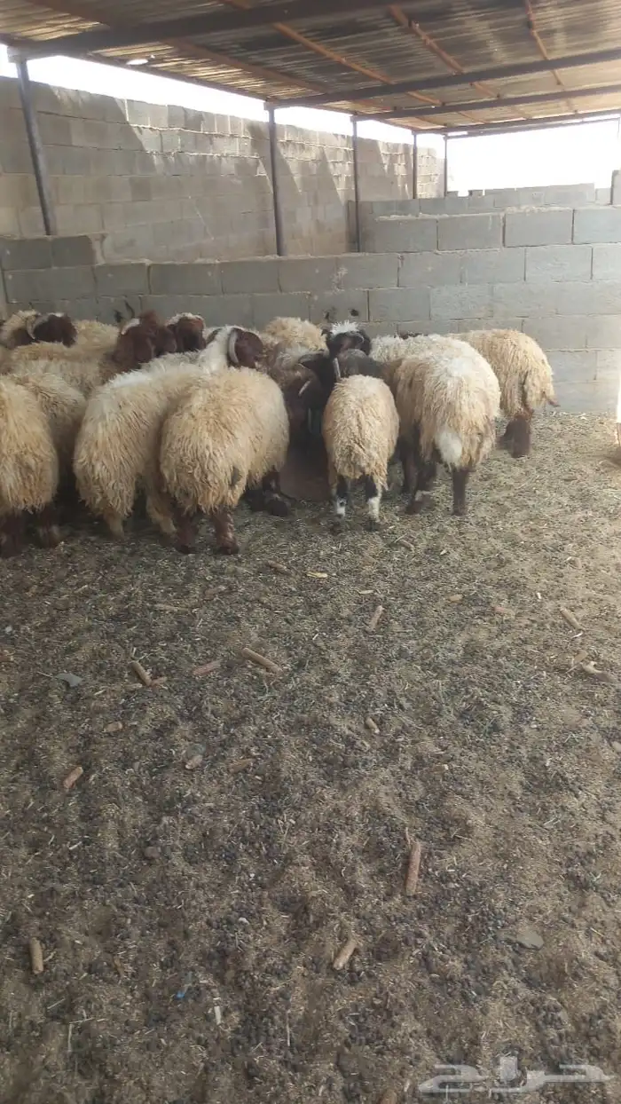 للبيع عدد 28 خروف نعيمي 7شهور وفوق طيبة بالحيل 3