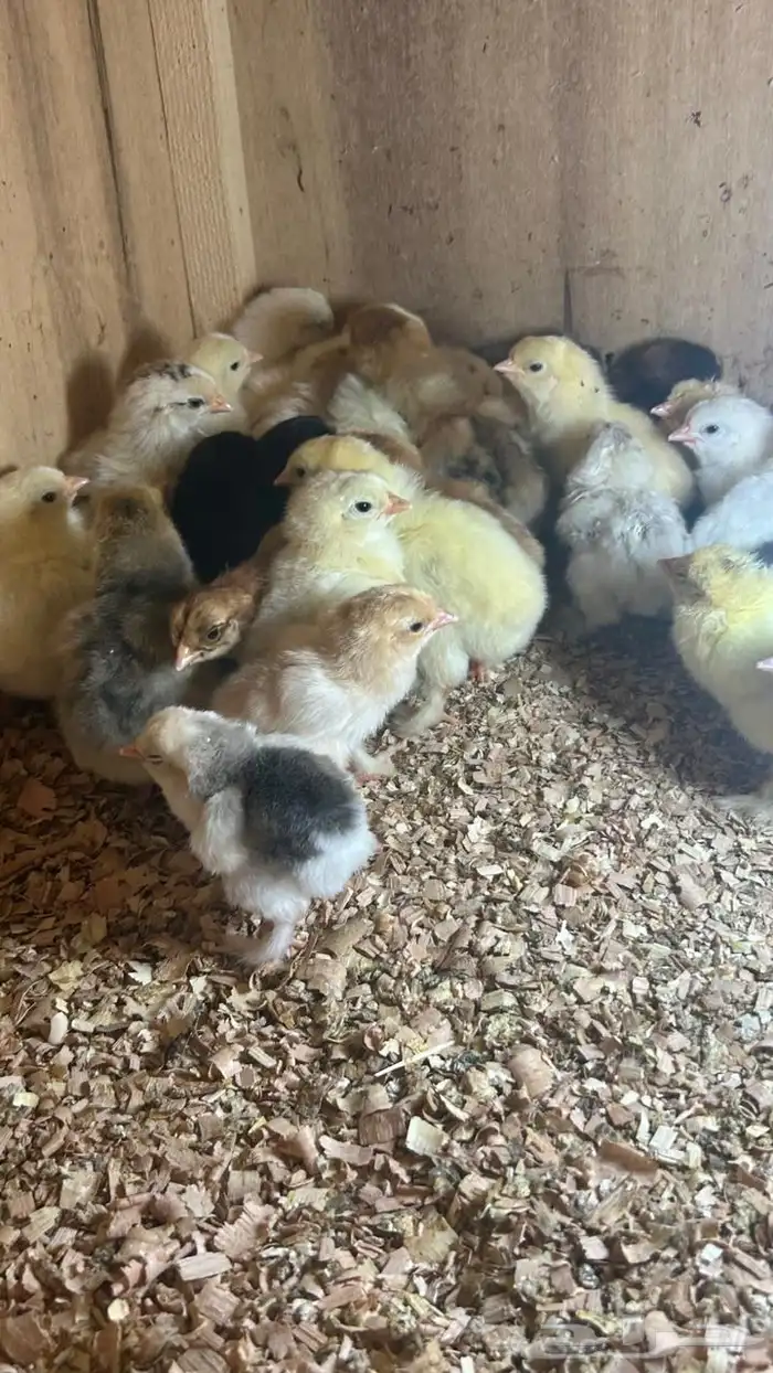 للبيع صيصان دجاج براهما 0