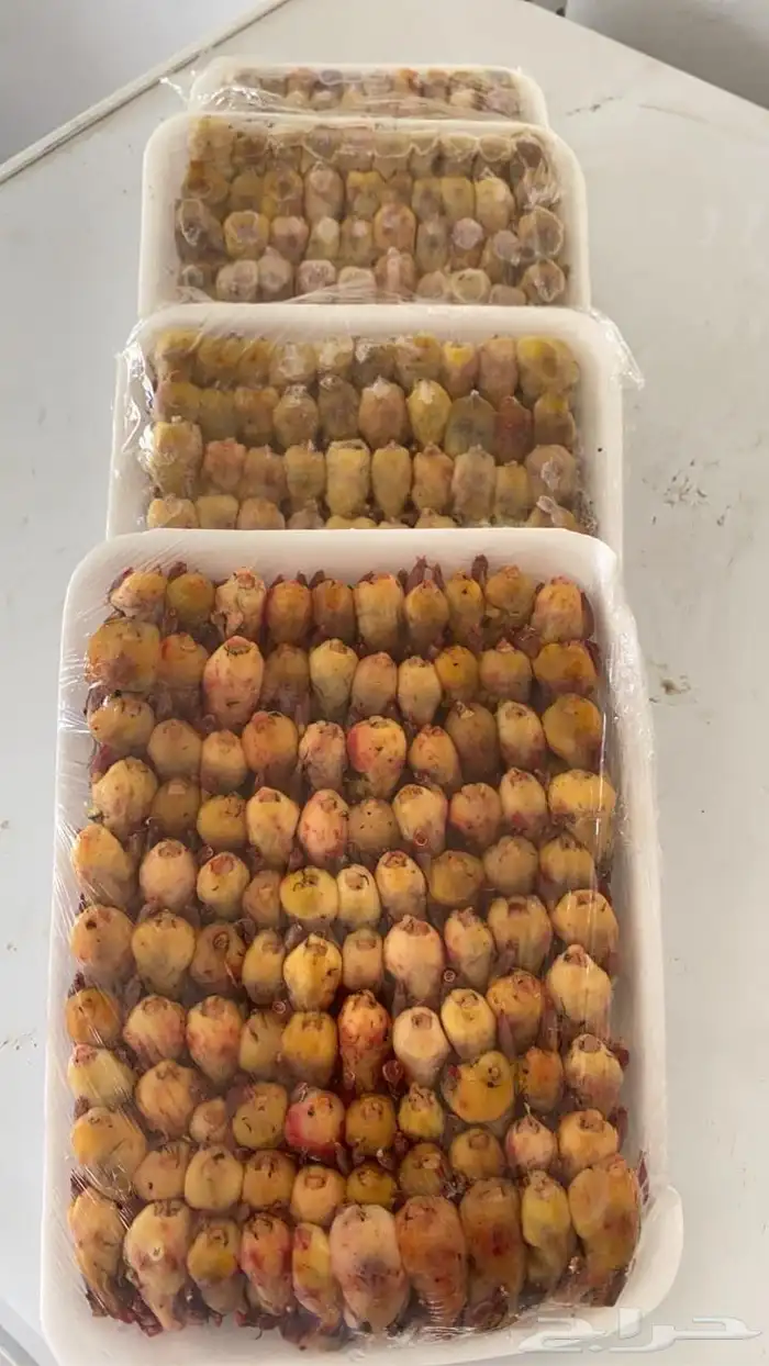 طيور دخل صيد الموسم 4
