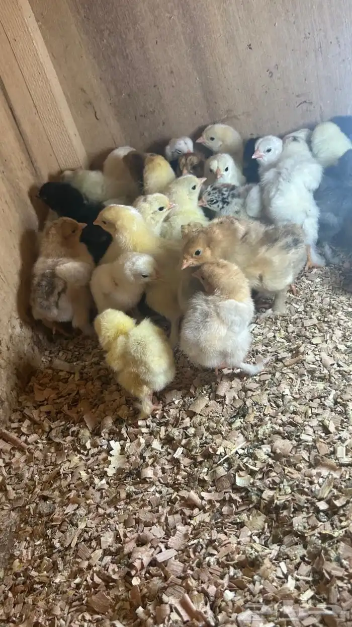 للبيع صيصان دجاج براهما 1