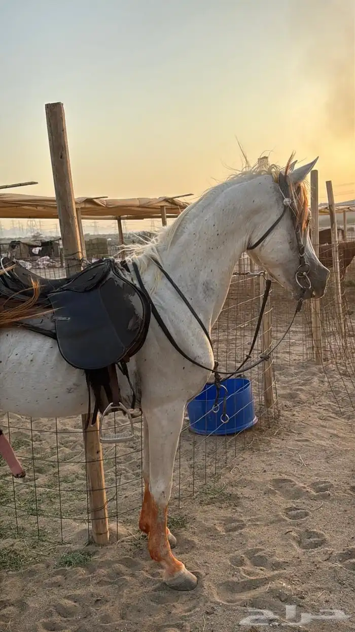 البيع حصان شعبي طرب 1