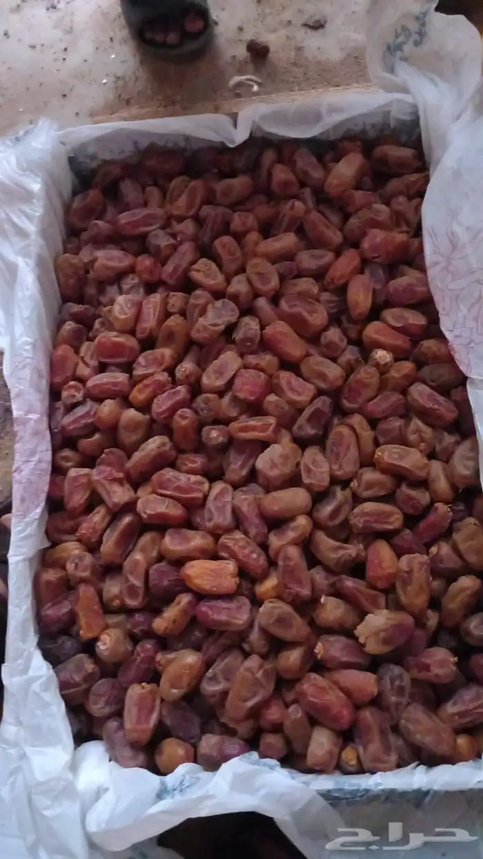 تمر بيض من مزرعتنا في صفينه 0